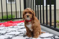 Freddy , a male Cavapoo for sale in Millersburg, OH – 6 of 8