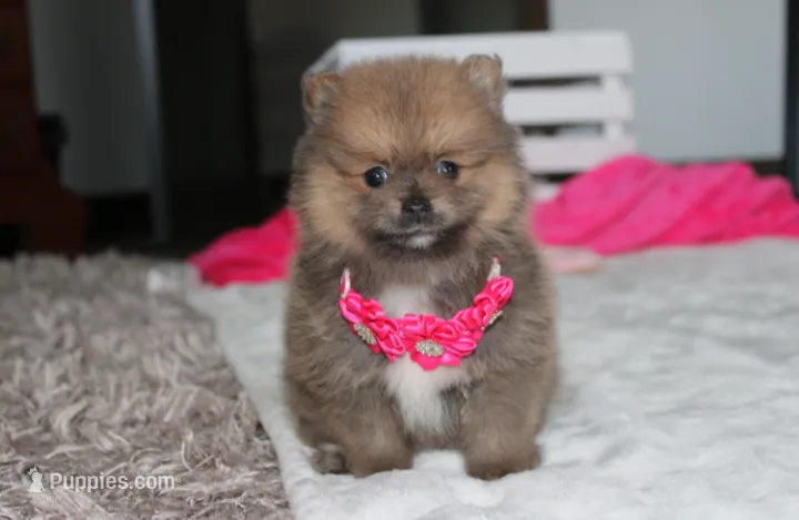 Zara – Pomeranian puppy for sale in Millersburg, OH