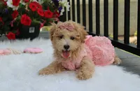 Sadie , a female Bichpoo for sale in Millersburg, OH – 1 of 5