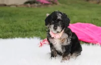 Bella, a female Poodle - Miniature  for sale in Millersburg, OH – 2 of 10