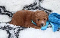 Kirian, a male Bichpoo for sale in Millersburg, OH – 5 of 7
