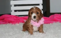 Marlee, a female Cavapoo for sale in Millersburg, OH – 3 of 10
