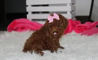 Sasha , a female Poodle - Miniature  for sale in Millersburg, OH – 6 of 9