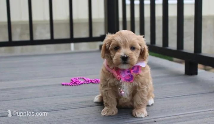 Blair  – Maltipoo puppy for sale in Millersburg, OH