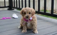 Blair , a female Maltipoo for sale in Millersburg, OH – 2 of 6