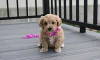 Blair , a female Maltipoo for sale in Millersburg, OH – 4 of 6