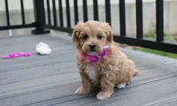 Blair , a female Maltipoo for sale in Millersburg, OH – 3 of 6