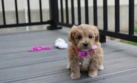 Blair , a female Maltipoo for sale in Millersburg, OH – 5 of 6