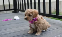 Blair , a female Maltipoo for sale in Millersburg, OH – 6 of 6