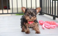 Emmett , a male Yorkipoo for sale in Millersburg, OH – 8 of 10