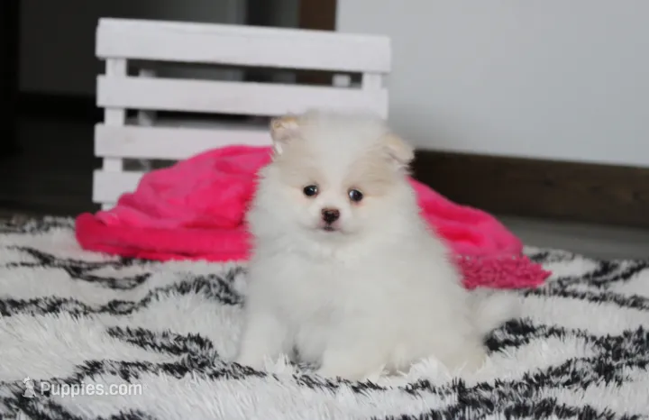Roxy – Pomeranian puppy for sale in Millersburg, OH