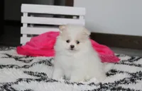 Roxy, a female Pomeranian for sale in Millersburg, OH – 1 of 7