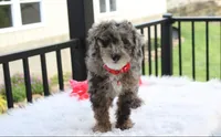 Arlo, a male Poodle - Miniature  for sale in Millersburg, OH – 2 of 10