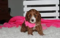 Macy, a female Cavapoo for sale in Millersburg, OH – 3 of 6