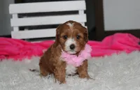 Marlee, a female Cavapoo for sale in Millersburg, OH – 4 of 10