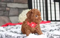 Simba, a male Bichpoo for sale in Millersburg, OH – 3 of 8