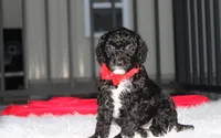 Bobby, a male Poodle - Miniature  for sale in Millersburg, OH – 9 of 9