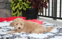 Kelby, a male Bichpoo for sale in Millersburg, OH – 2 of 10