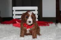 Mika, a male Cavapoo for sale in Millersburg, OH – 5 of 9