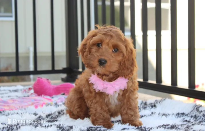 Lily – Cockapoo puppy for sale in Millersburg, OH