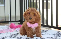 Lily, a female Cockapoo for sale in Millersburg, OH – 1 of 5