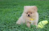 Finn, a male Pomeranian for sale in Millersburg, OH – 5 of 7