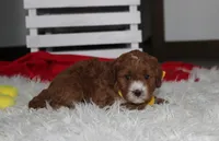 Mateo, a male Cavapoo for sale in Millersburg, OH – 4 of 6