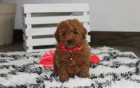 Sammy, a male Poodle - Miniature  for sale in Millersburg, OH – 2 of 9