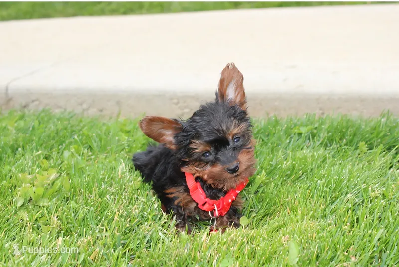 Emmett  – Yorkipoo puppy for sale in Millersburg, OH