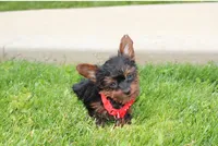 Emmett , a male Yorkipoo for sale in Millersburg, OH – 1 of 8