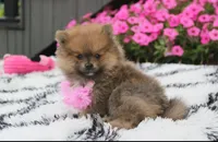 Zara, a female Pomeranian for sale in Millersburg, OH – 3 of 10