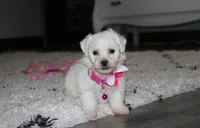 Jasmine , a female Bichon Frise for sale in Millersburg, OH – 7 of 10