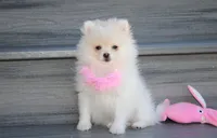 Khloe , a female Pomeranian for sale in Millersburg, OH – 6 of 10