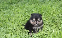 Tilly, a female Pomeranian for sale in Millersburg, OH – Photo 1 of 10