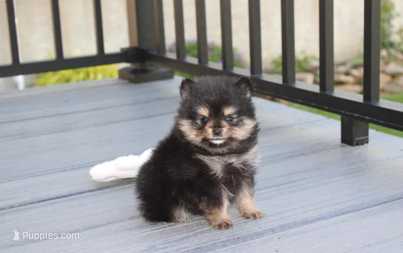 Tilly – Pomeranian puppy for sale in Millersburg, OH