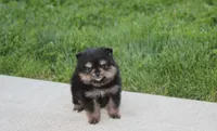 Tilly, a female Pomeranian for sale in Millersburg, OH – Photo 4 of 10