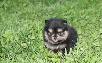 Tilly, a female Pomeranian for sale in Millersburg, OH – Photo 3 of 10