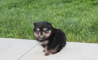 Tilly, a female Pomeranian for sale in Millersburg, OH – Photo 5 of 10