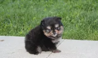 Tilly, a female Pomeranian for sale in Millersburg, OH – Photo 9 of 10