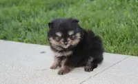 Tilly, a female Pomeranian for sale in Millersburg, OH – Photo 8 of 10