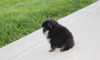 Tilly, a female Pomeranian for sale in Millersburg, OH – Photo 7 of 10