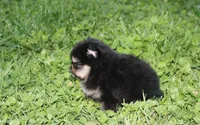 Tilly, a female Pomeranian for sale in Millersburg, OH – Photo 2 of 10