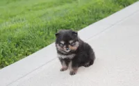 Tilly, a female Pomeranian for sale in Millersburg, OH – Photo 10 of 10