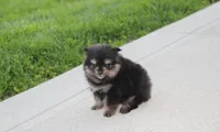 Tilly, a female Pomeranian for sale in Millersburg, OH – Photo 6 of 10