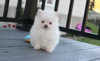 Mochi, a male Pomeranian for sale in Millersburg, OH – 6 of 10