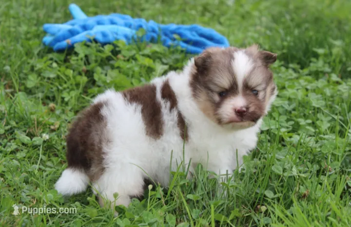 Bentley  – Pomeranian puppy for sale in Millersburg, OH