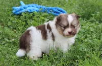 Bentley , a male Pomeranian for sale in Millersburg, OH – 1 of 8