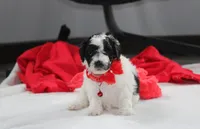Ryder, a male Yorkipoo for sale in Millersburg, OH – 6 of 7