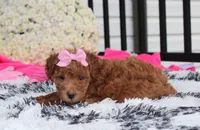 Sunny, a female Bichpoo for sale in Millersburg, OH – 3 of 10
