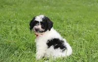 Ryder, a male Yorkipoo for sale in Millersburg, OH – 6 of 10